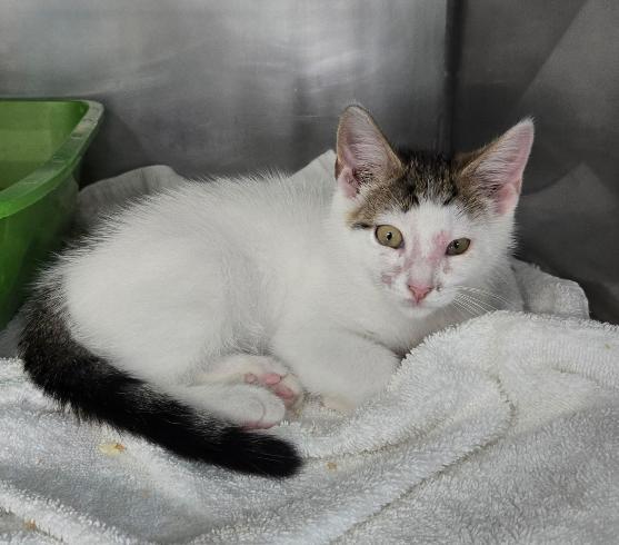 August, ADOPTABLE, Kitten Male Domestic Short Hair.