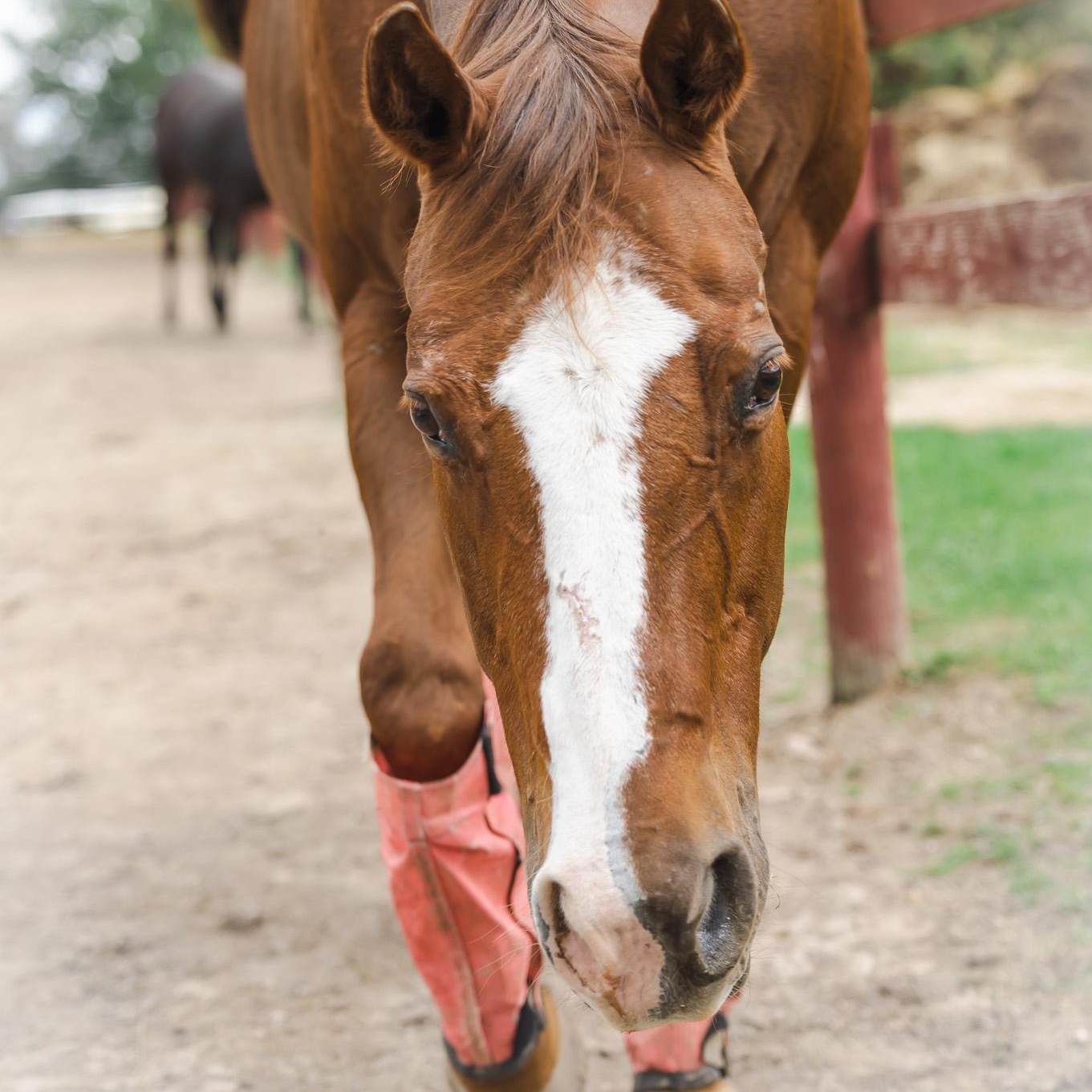 Mariah - SPONSORSHIP ONLY, a Adoptable Quarterhorse in Elkhart Lake, WI image 1/7