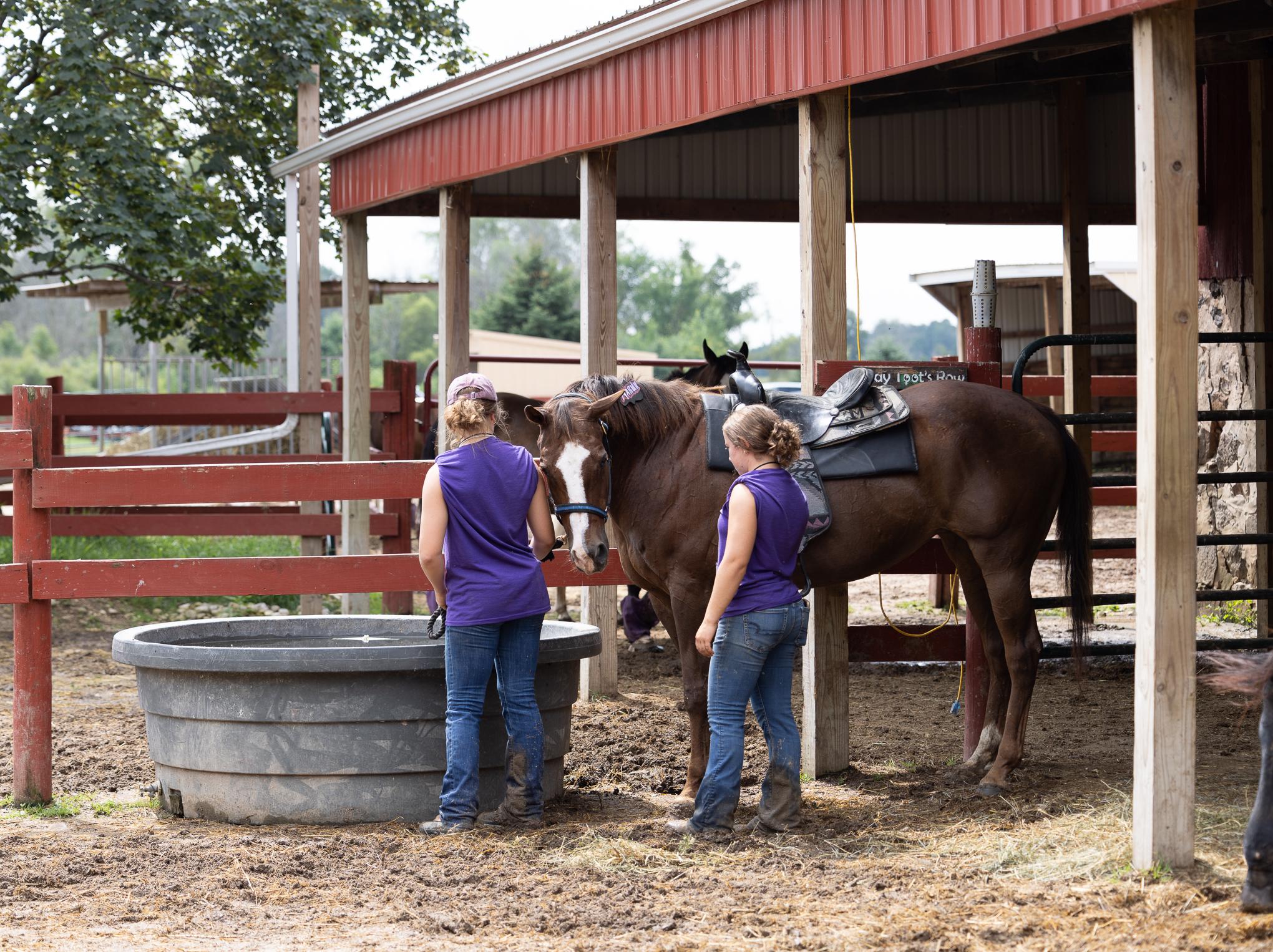 Mariah - SPONSORSHIP ONLY, a Adoptable Quarterhorse in Elkhart Lake, WI image 4/7