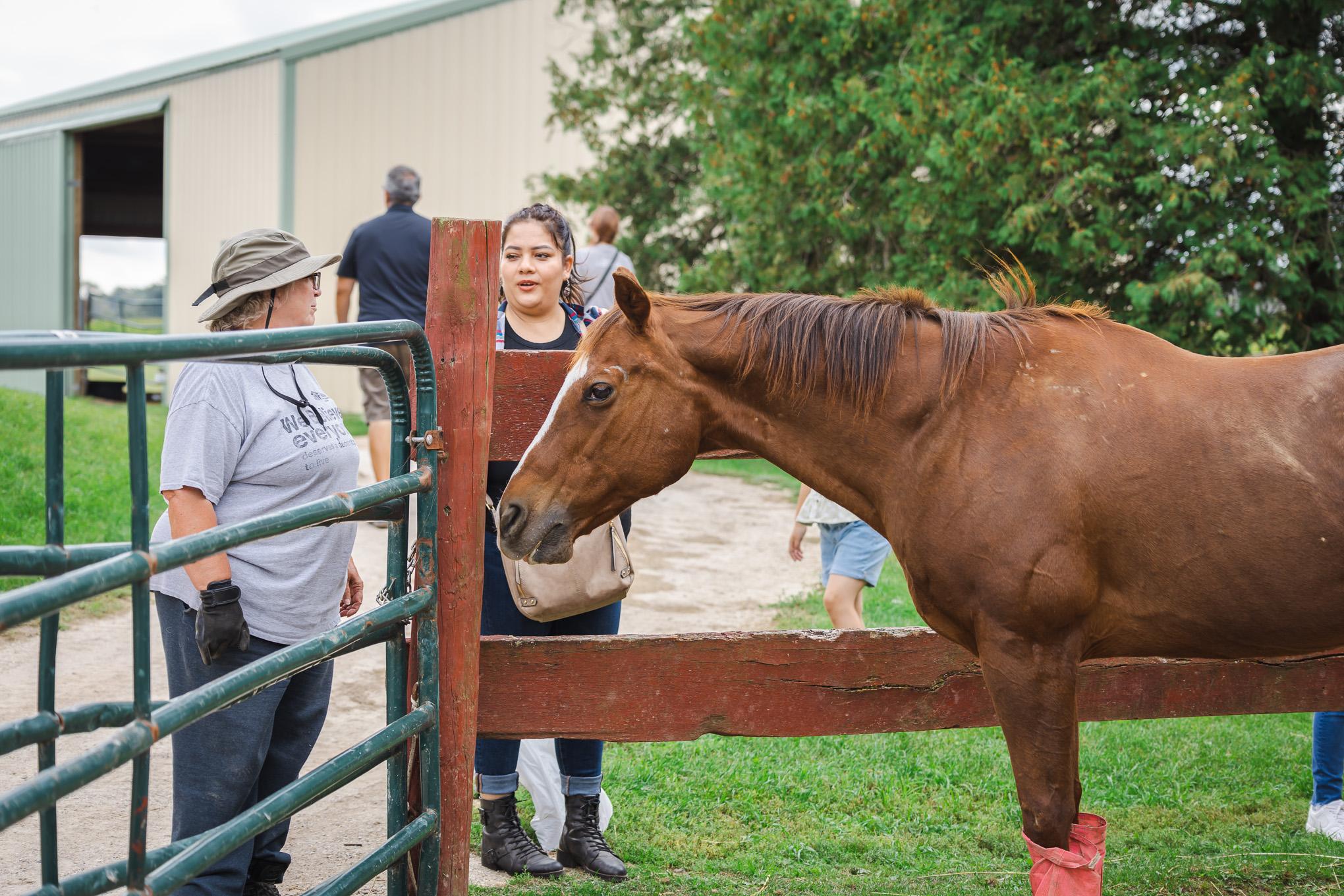 Enlarge Mariah - SPONSORSHIP ONLY, a Adoptable Quarterhorse in Elkhart Lake, WI image 7/7