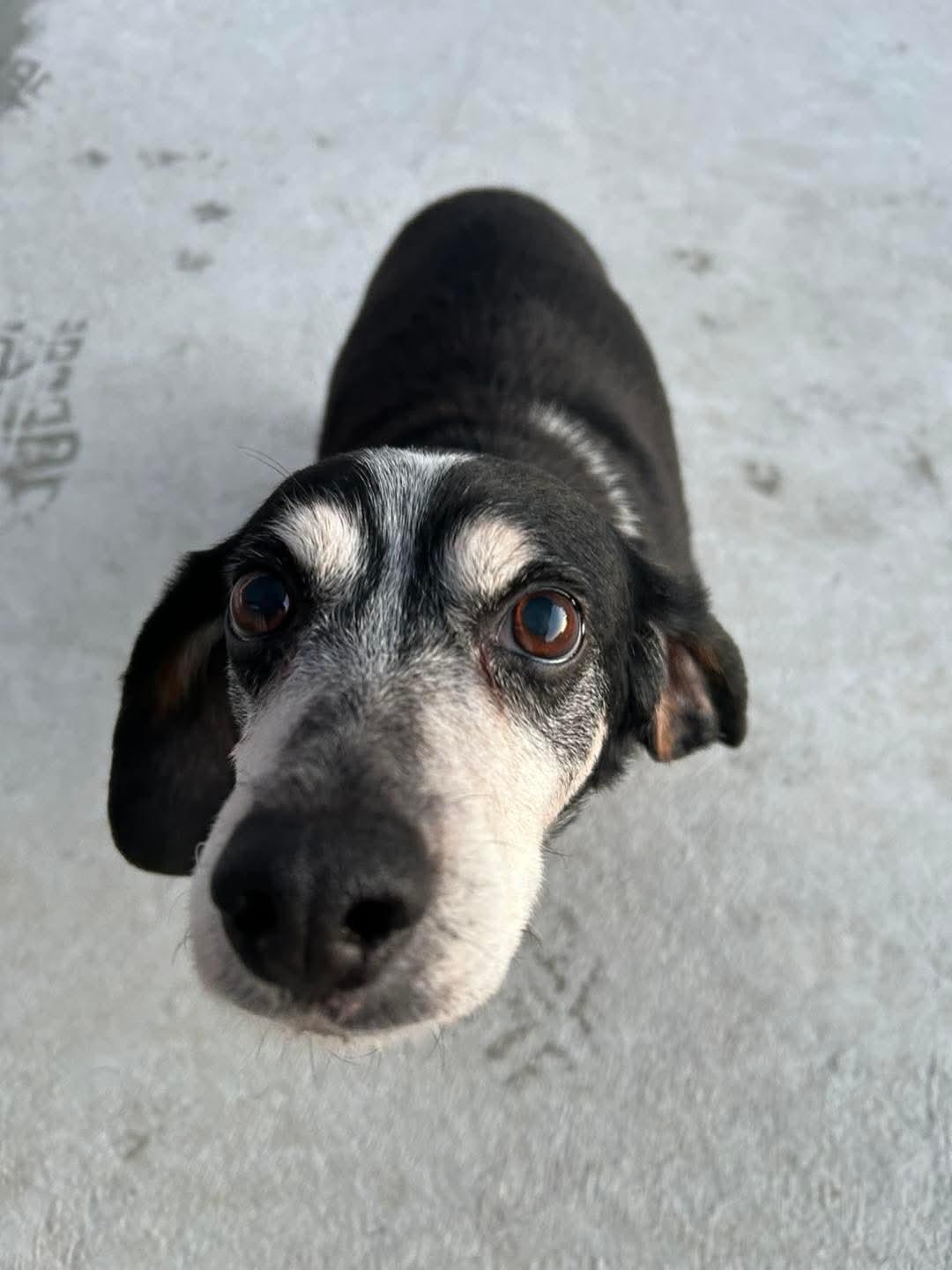 Adam, ADOPTABLE, Senior Male Beagle.