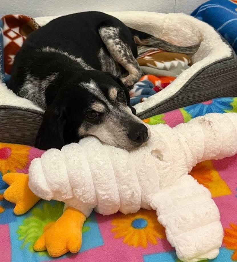 Adam, a ADOPTABLE mixed breed in Macclesfield, NC image 2/3