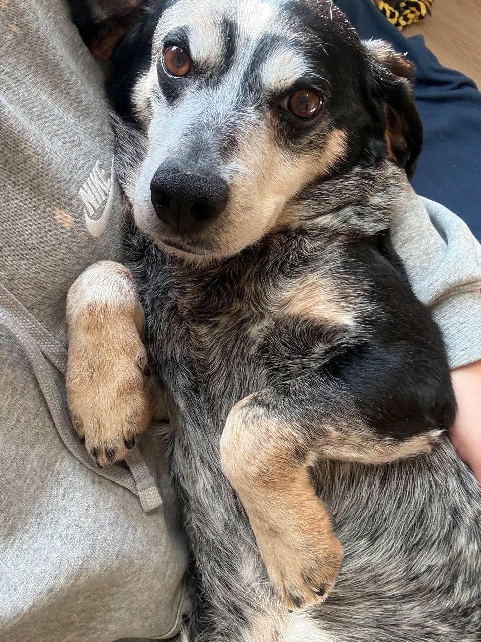 Adam, a ADOPTABLE mixed breed in Macclesfield, NC image 3/3