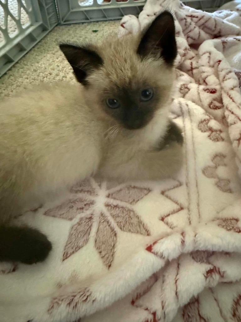Monroe SF, Adoptable, Kitten Male Siamese.