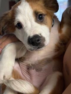 Toby, Adopted, Young Male Great Pyrenees & Australian Shepherd.