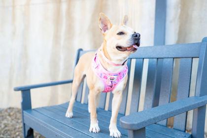 Puggy — thumbnail 3