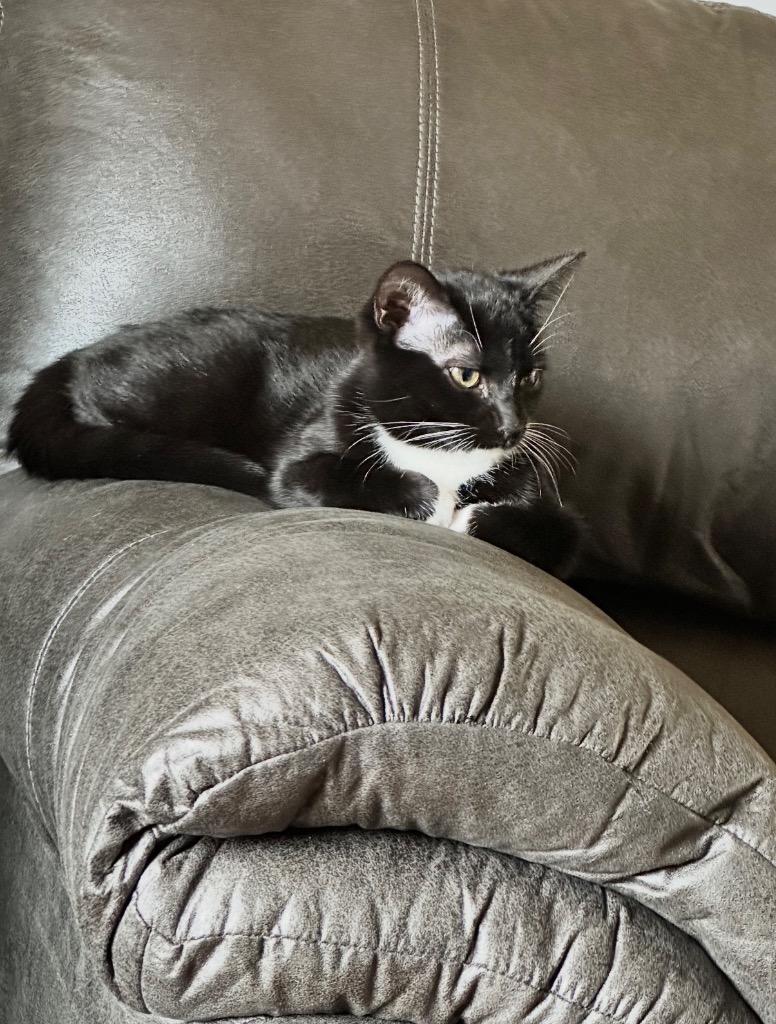 Boots (Jeeves), Adoptable, Adult Male Domestic Short Hair.