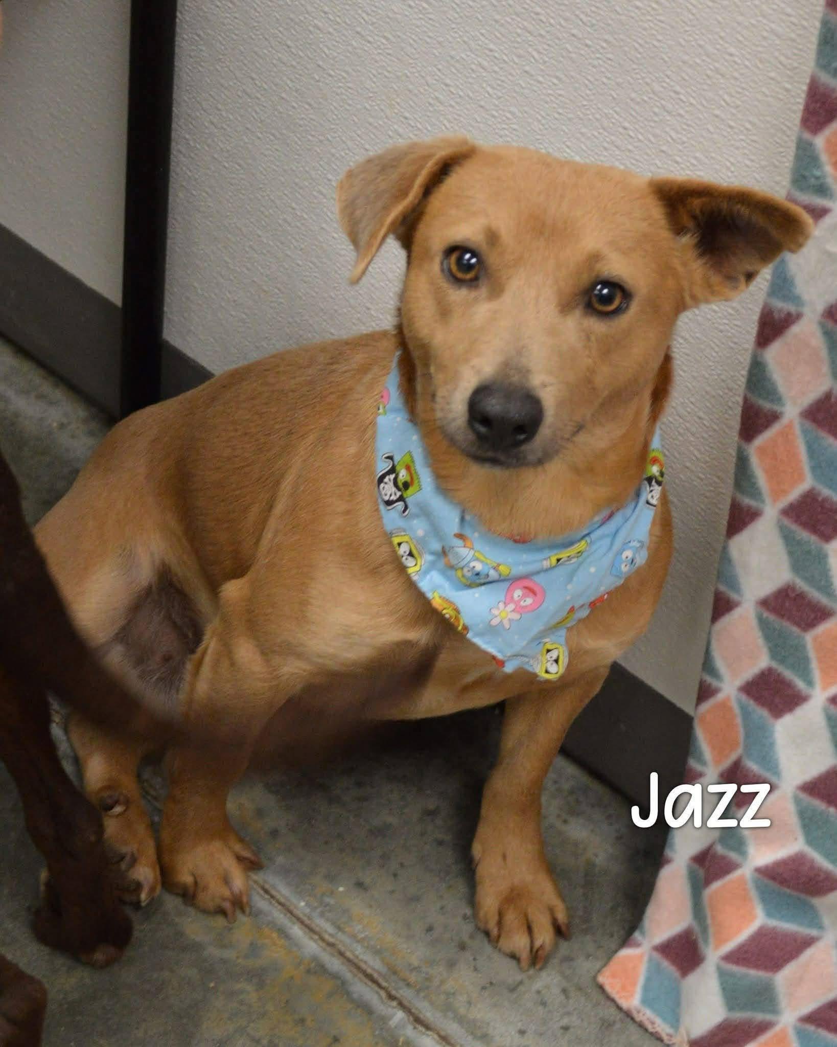 Enlarge Jazz, a ADOPTABLE mixed breed in Elkton, MD image 1/1