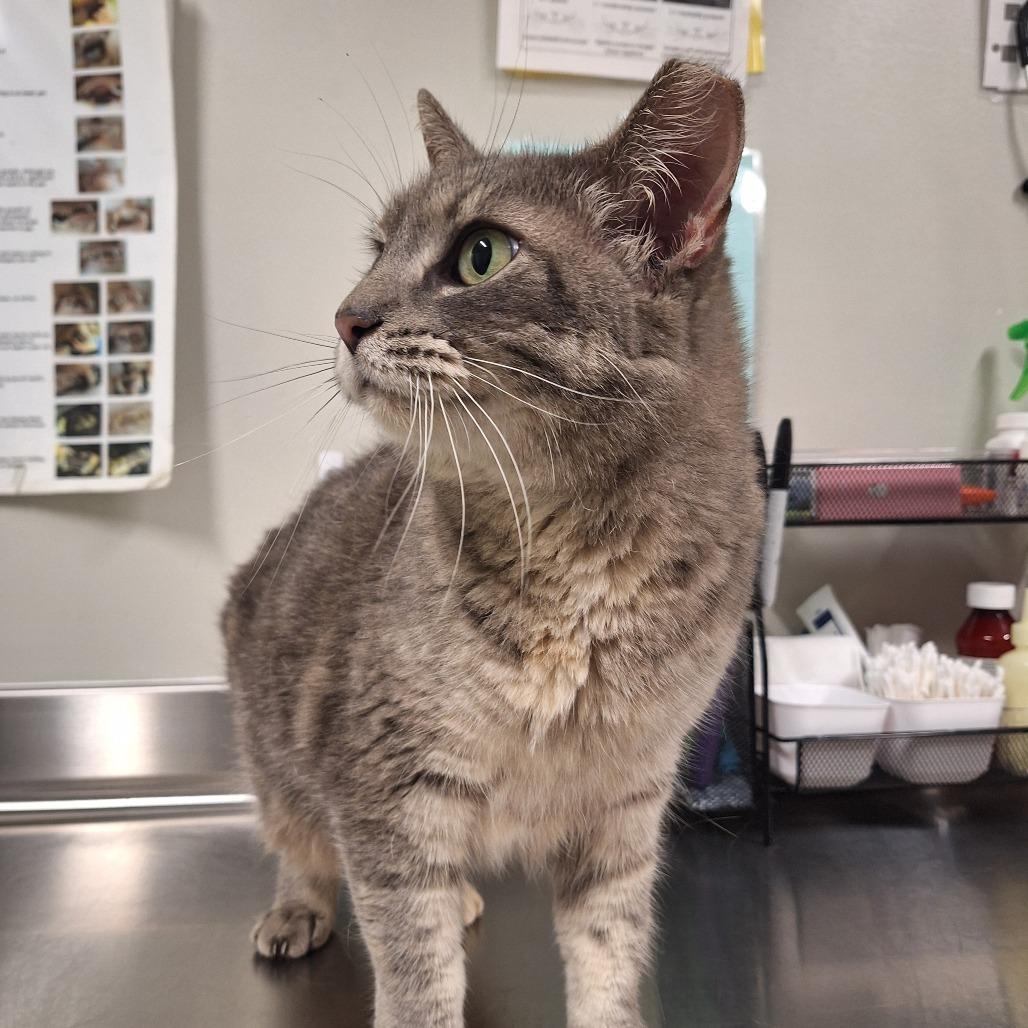 Enlarge STRAY CAT "Mini", a Adoptable Domestic Short Hair in Saint Cloud, MN image 1/3