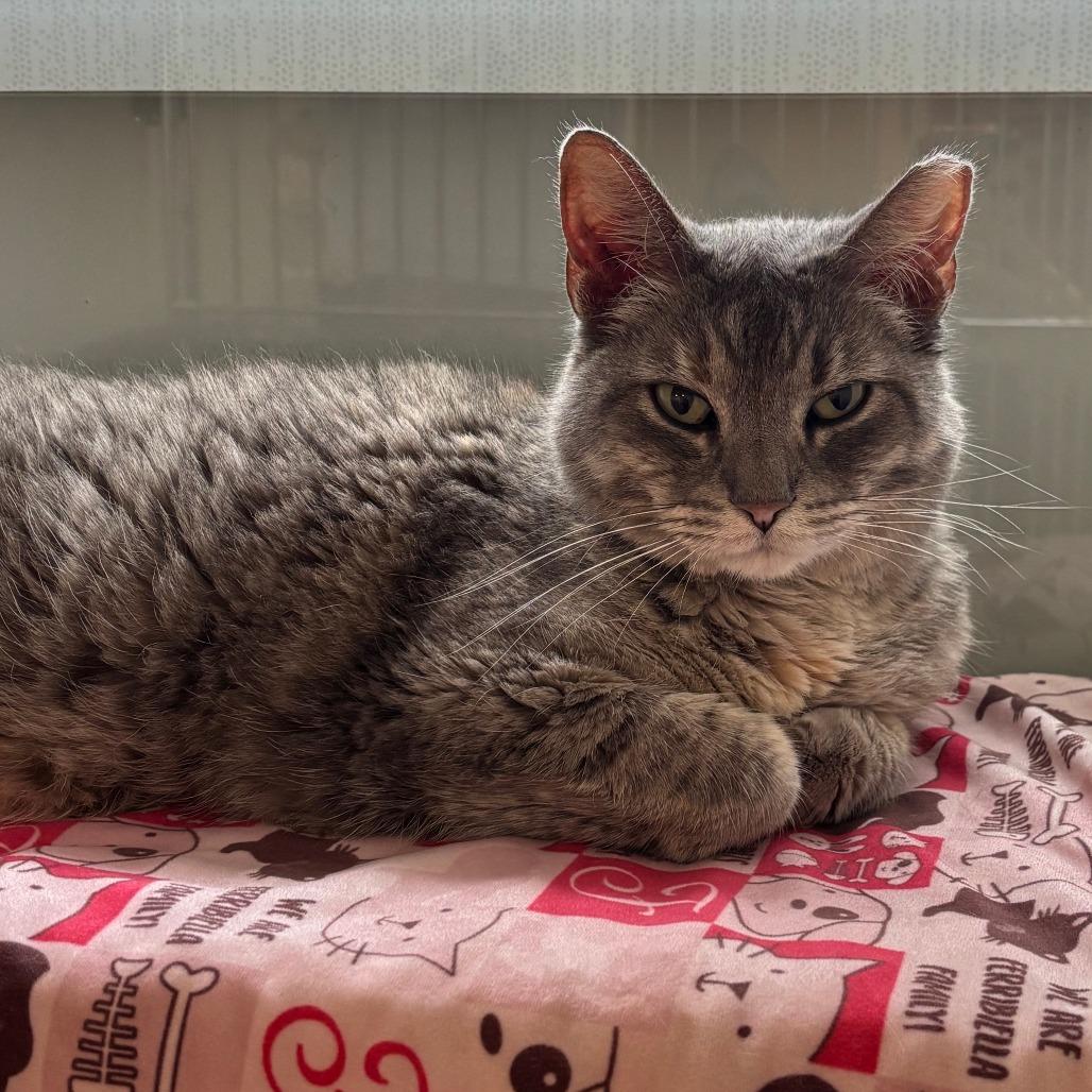 Enlarge STRAY CAT "Mini", a Adoptable Domestic Short Hair in Saint Cloud, MN image 2/3