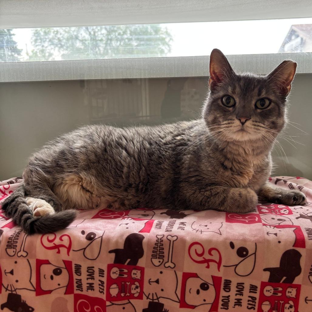 Enlarge STRAY CAT "Mini", a Adoptable Domestic Short Hair in Saint Cloud, MN image 3/3