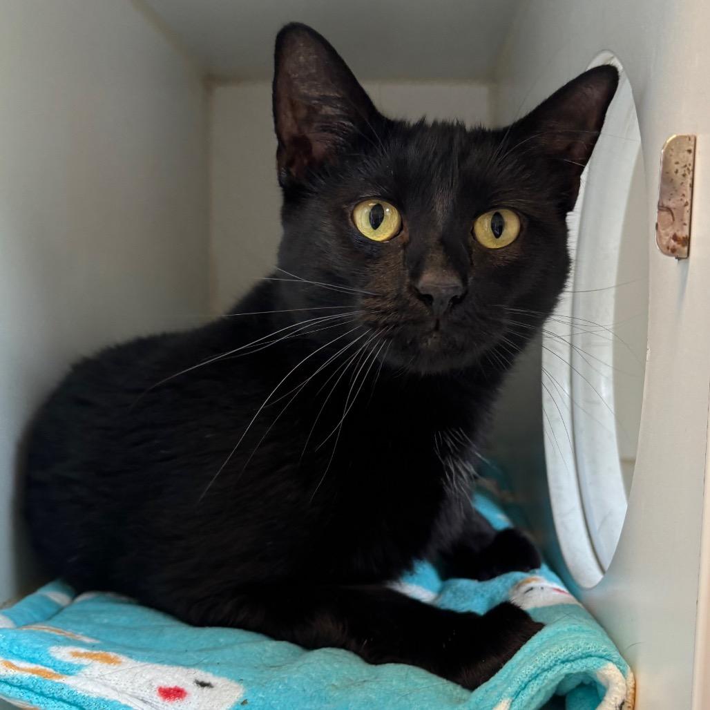 Eclaire, Adoptable, Adult Female Domestic Short Hair.