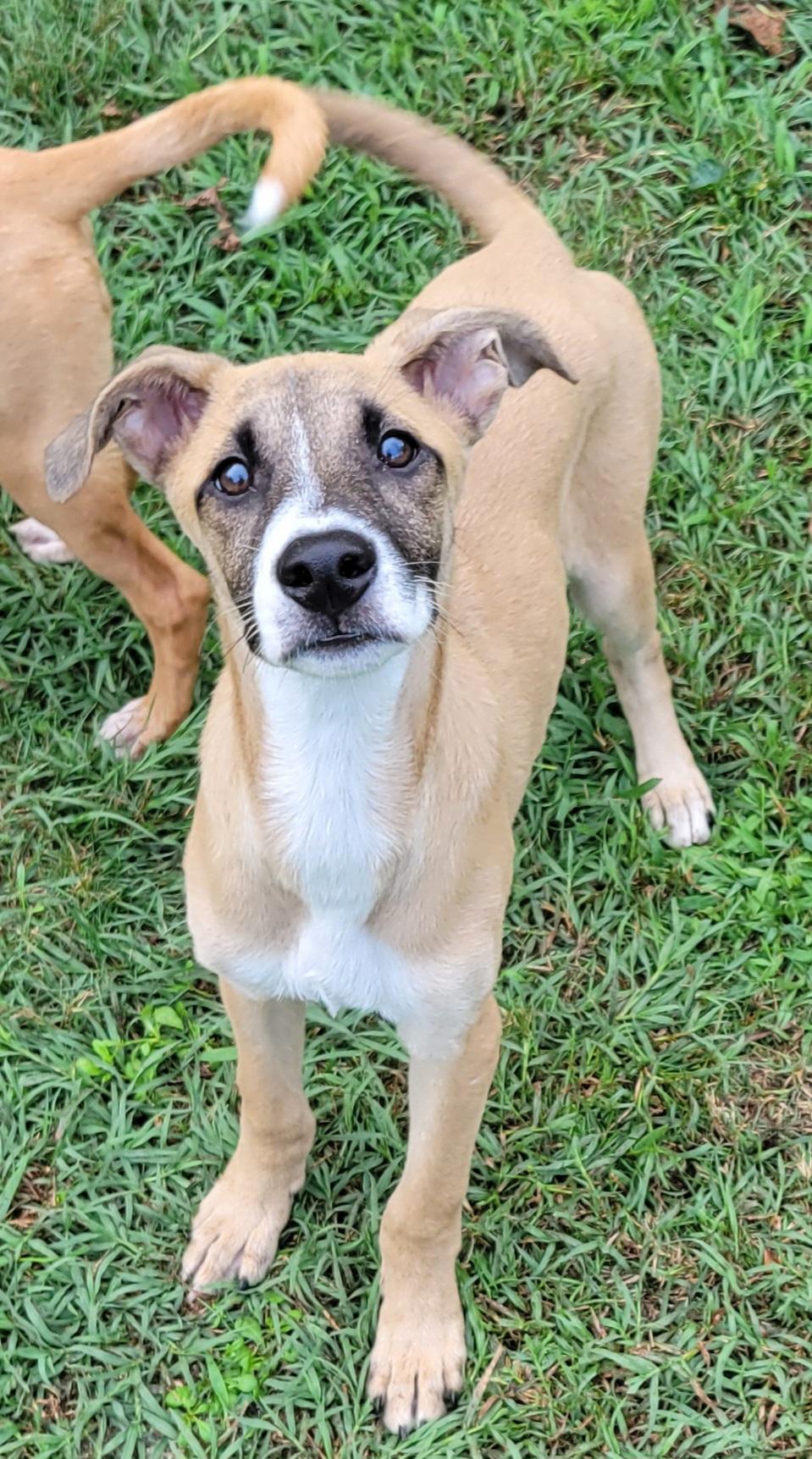Enlarge Lukka, a Adoptable mixed breed in Elwood, NJ image 5/6