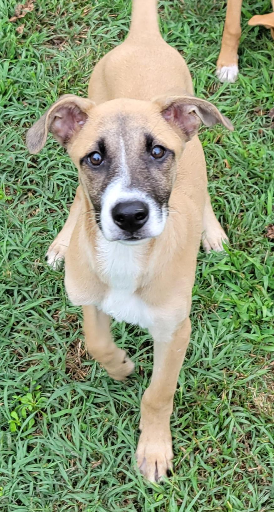 Enlarge Lukka, a Adoptable mixed breed in Elwood, NJ image 2/6