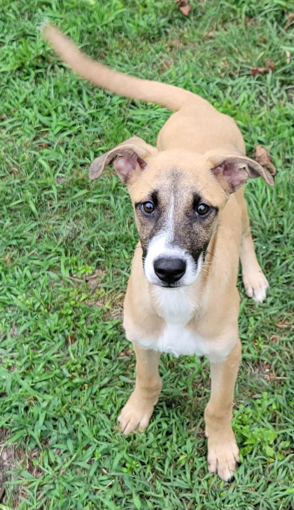 Enlarge Lukka, a Adoptable mixed breed in Elwood, NJ image 3/6