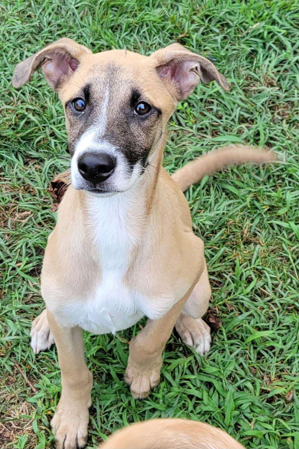 Enlarge Lukka, a Adoptable mixed breed in Elwood, NJ image 6/6