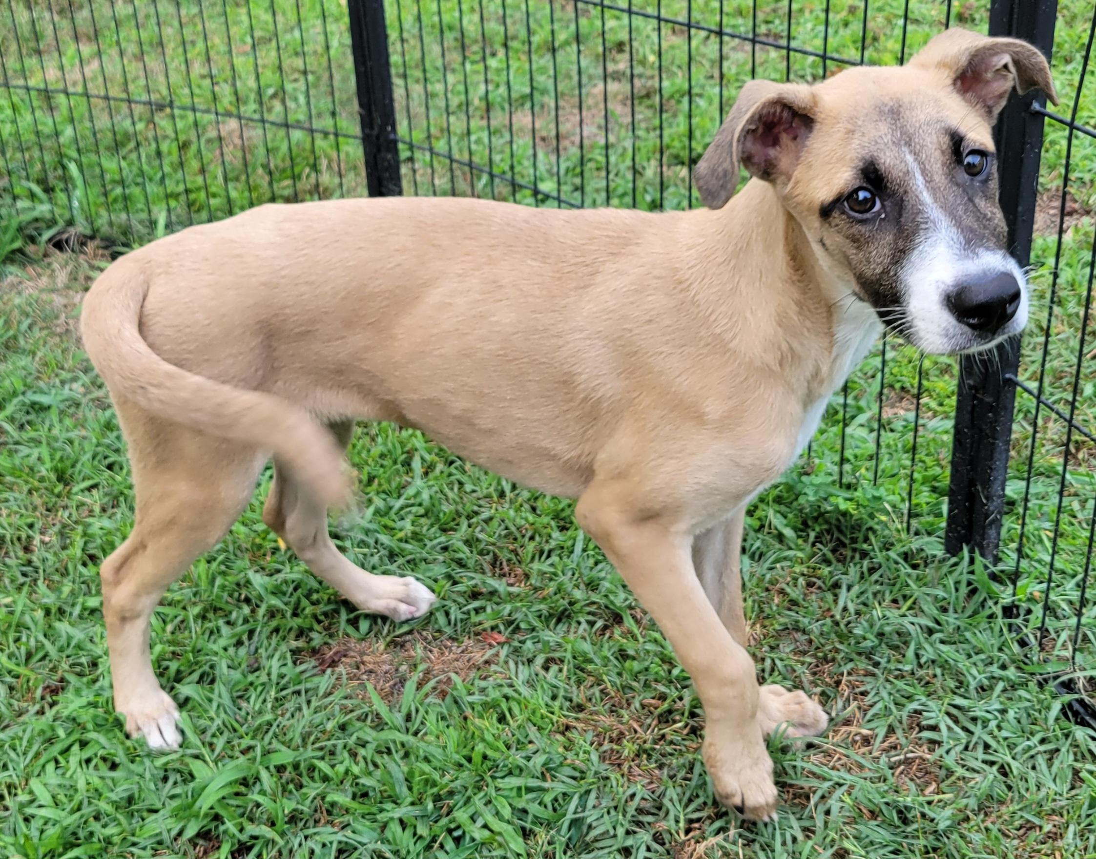 Enlarge Lukka, a Adoptable mixed breed in Elwood, NJ image 4/6