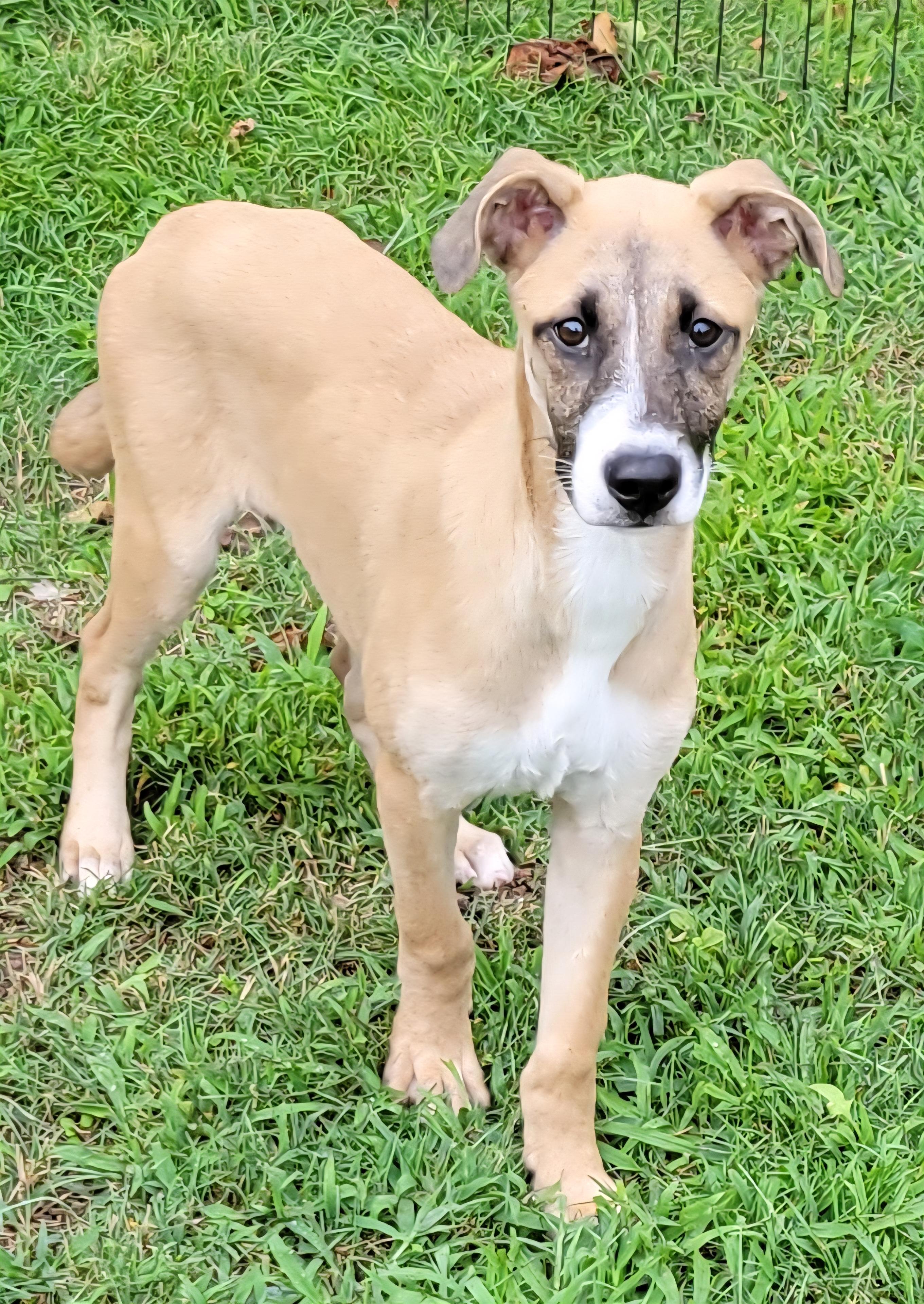 Enlarge Lukka, a Adoptable mixed breed in Elwood, NJ image 1/6