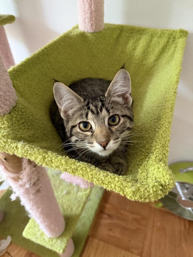 Enlarge Tilly, a Adoptable mixed breed in Vienna , VA image 1/6