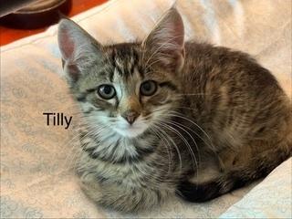 Tilly, Adoptable, Kitten Female Maine Coon & Domestic Long Hair.