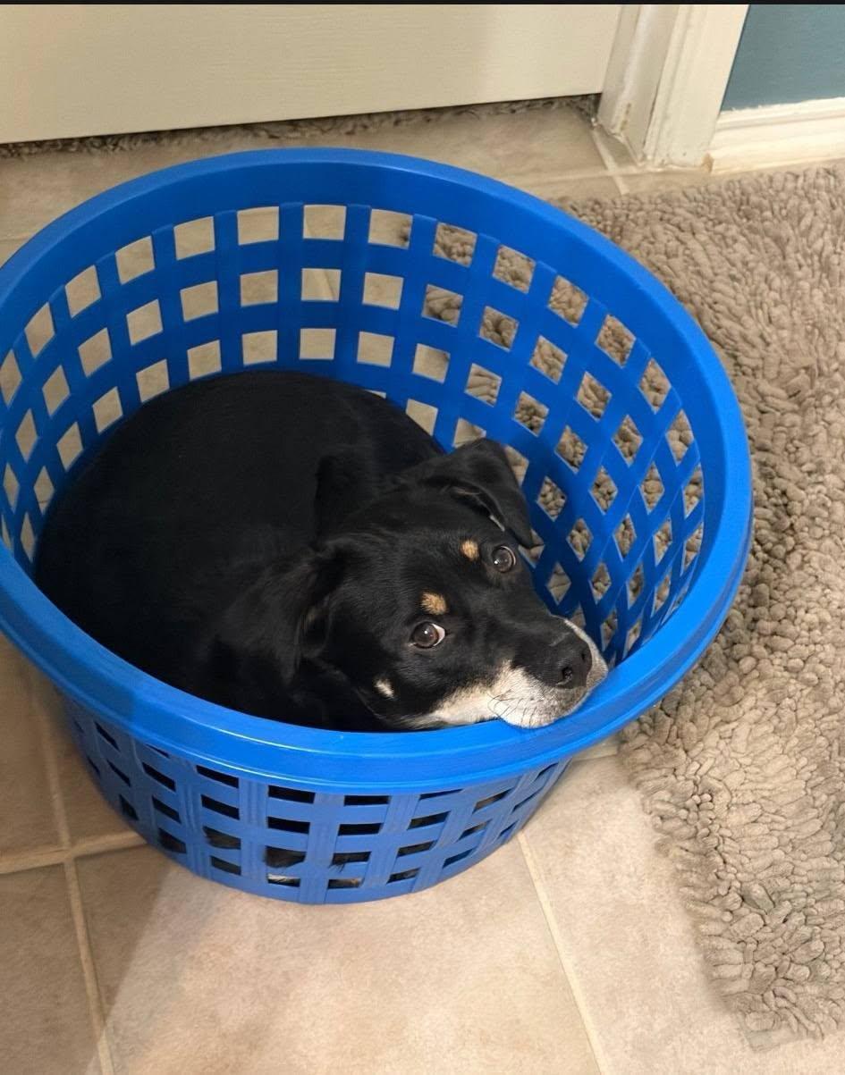 Enlarge Solomon, a ADOPTABLE Terrier in Colleyville, TX image 2/6