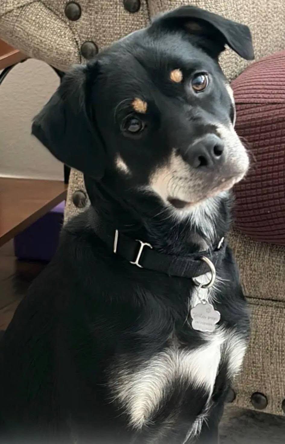 Enlarge Solomon, a ADOPTABLE Terrier in Colleyville, TX image 5/6