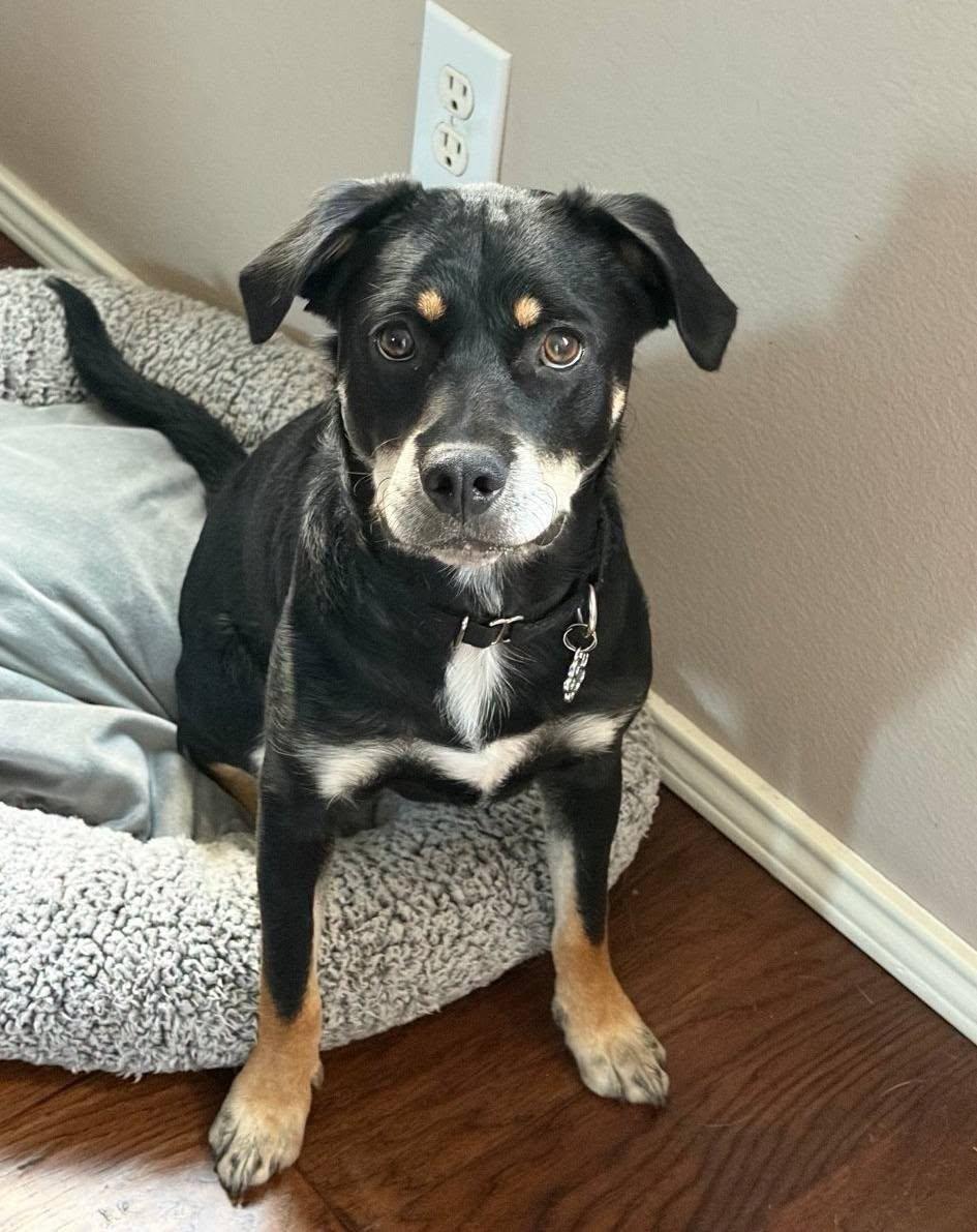 Enlarge Solomon, a ADOPTABLE Terrier in Colleyville, TX image 4/6