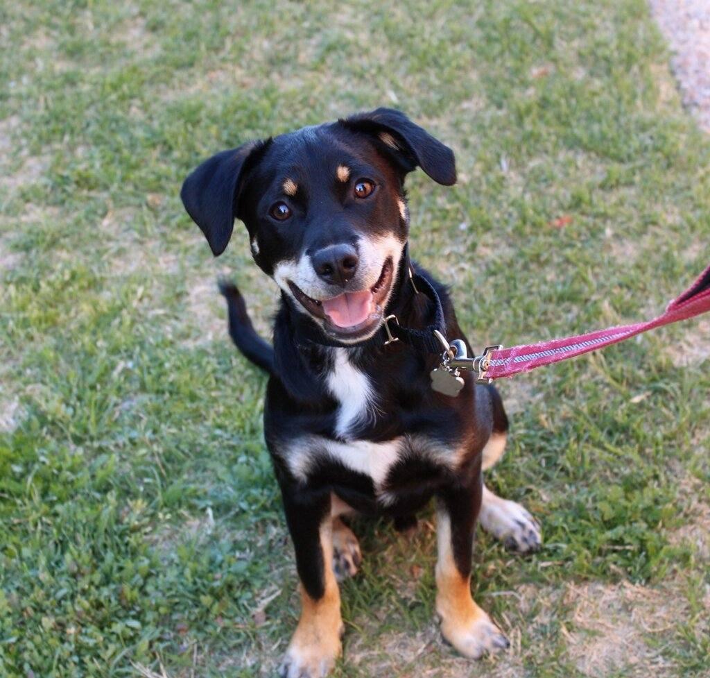 Solomon, ADOPTABLE, Adult Male Terrier.