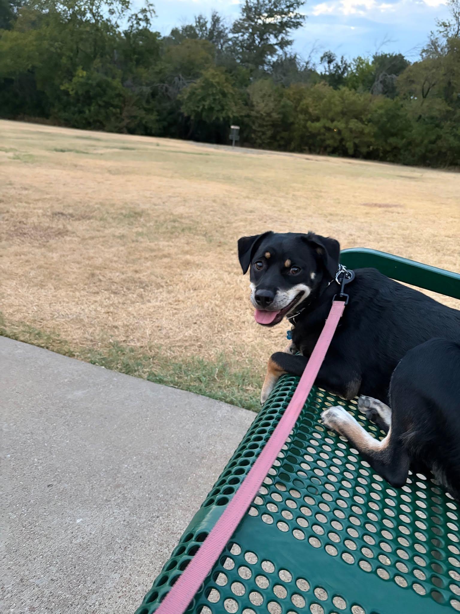 Enlarge Solomon, a ADOPTABLE Terrier in Colleyville, TX image 6/6