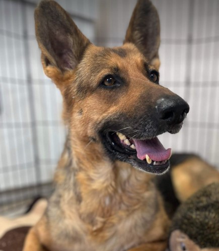 Enlarge Sweetie, a Adopted German Shepherd Dog in Discovery Bay, CA image 2/2