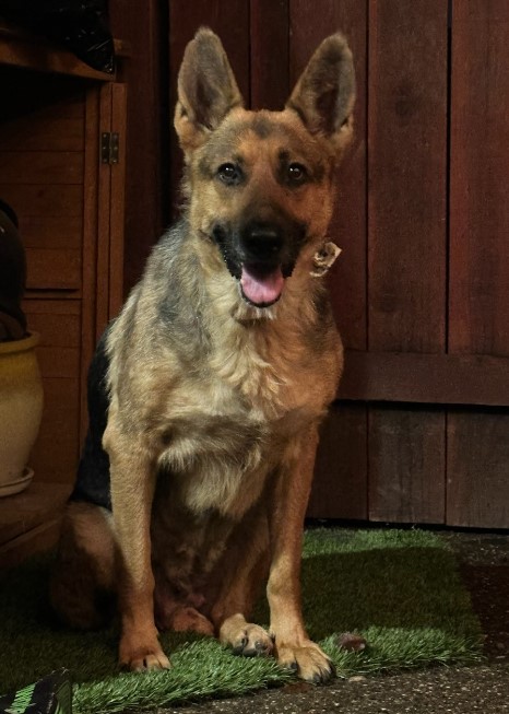 Enlarge Sweetie, a Adopted German Shepherd Dog in Discovery Bay, CA image 1/2