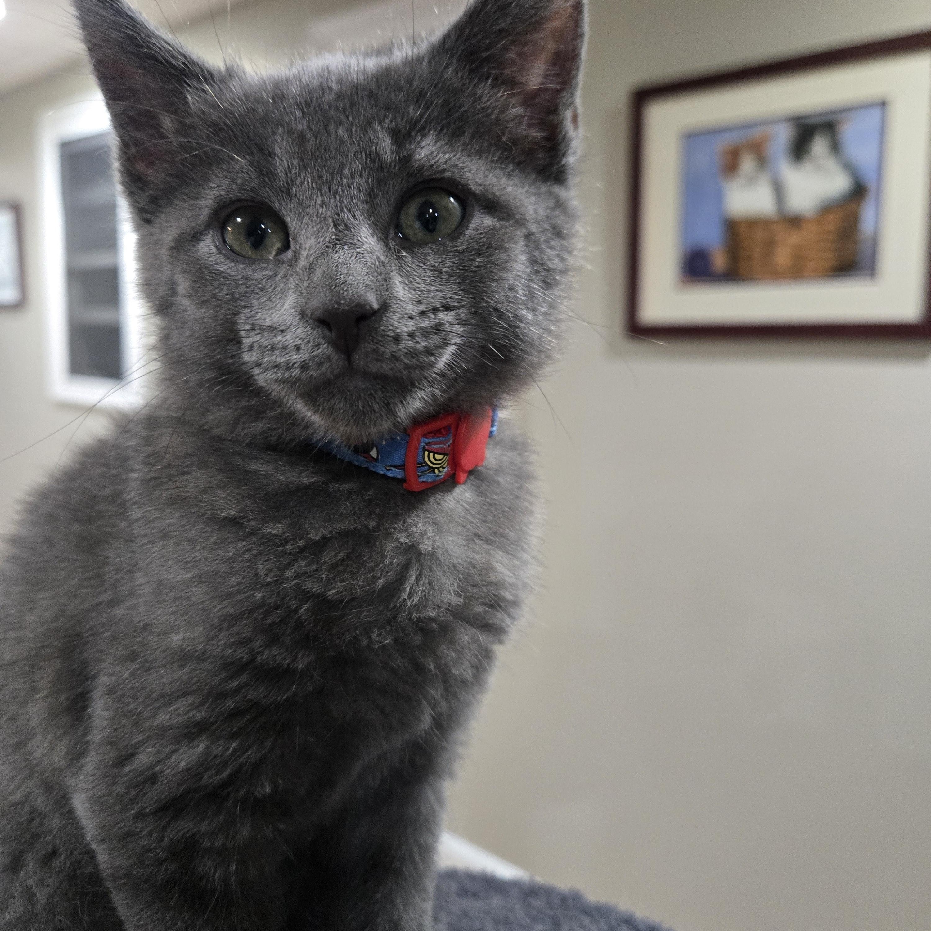 Enlarge Raphael, an adopted Domestic Short Hair in Boiling Springs, PA image 4/4