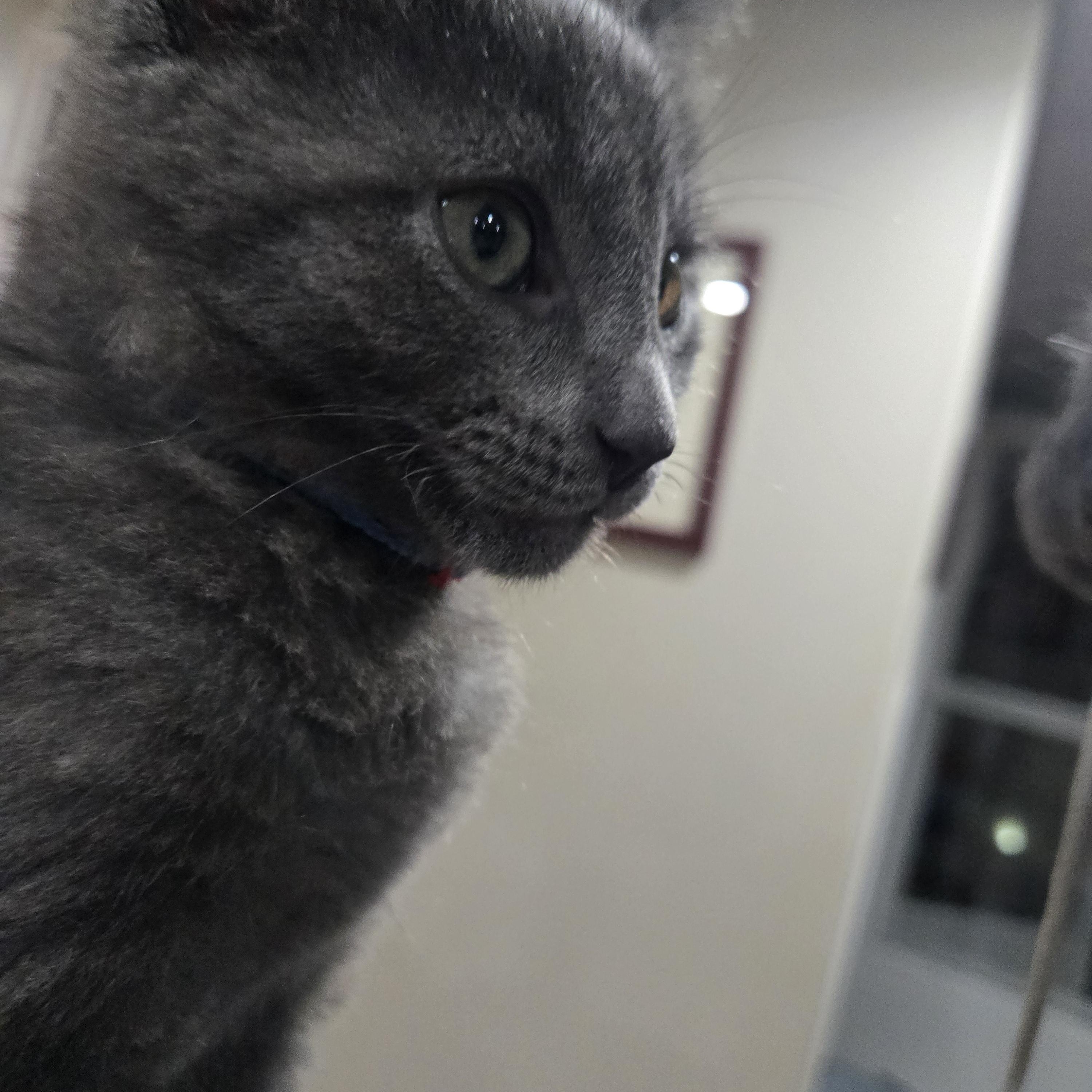 Enlarge Raphael, an adopted Domestic Short Hair in Boiling Springs, PA image 3/4