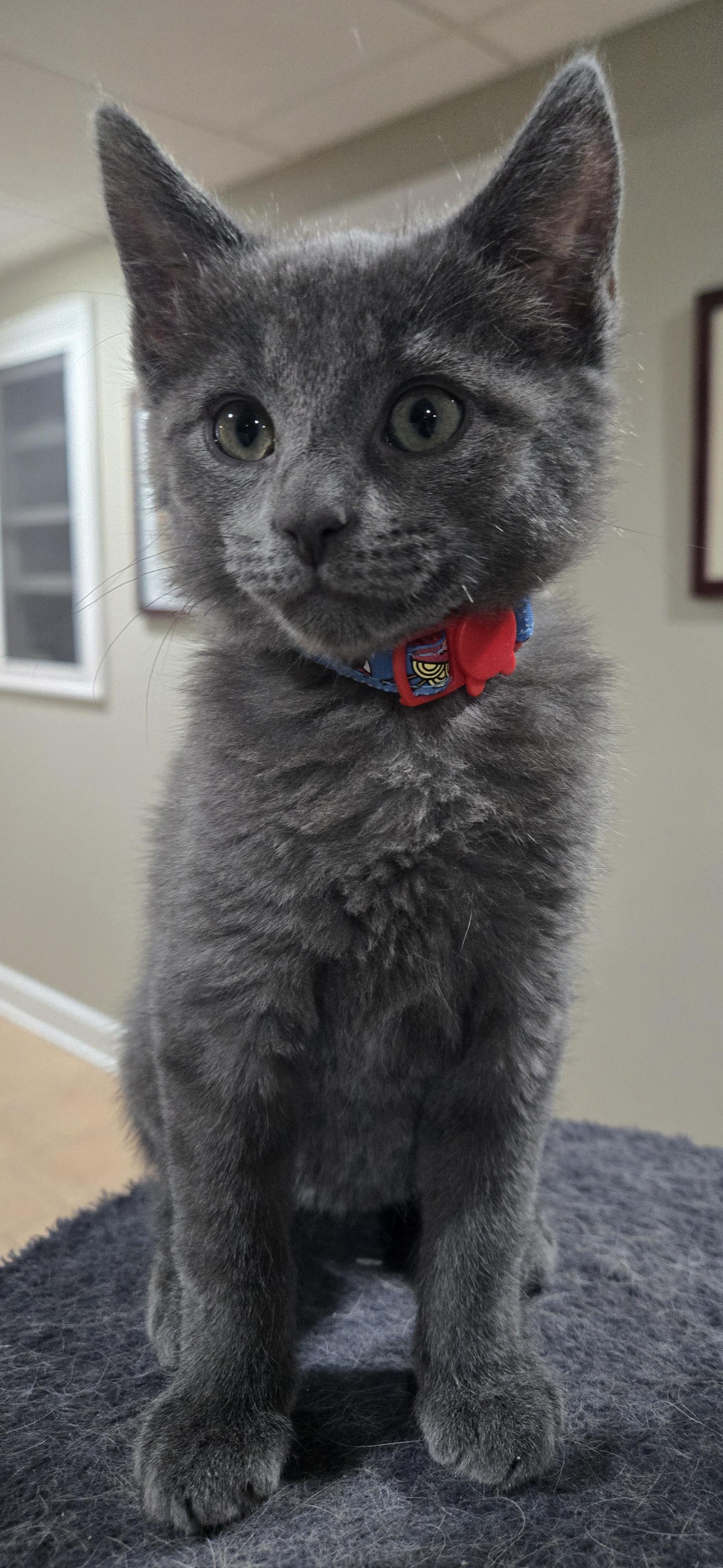Enlarge Raphael, an adopted Domestic Short Hair in Boiling Springs, PA image 1/4
