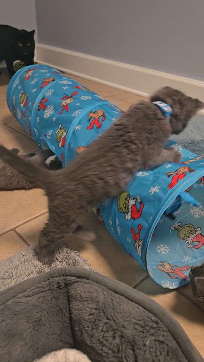 Enlarge Raphael, an adopted Domestic Short Hair in Boiling Springs, PA video 2/4