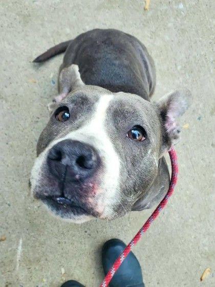 Helen, a ADOPTABLE mixed breed in Williamsport, PA image 1/2