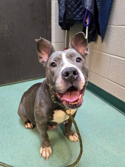 Helen, a ADOPTABLE mixed breed in Williamsport, PA image 2/2