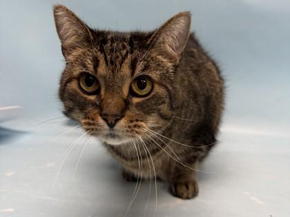 Enlarge Kitty, a Adoptable Domestic Short Hair in Golden Valley, MN image 1/3