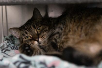 Enlarge Kitty, a Adoptable Domestic Short Hair in Golden Valley, MN image 2/3