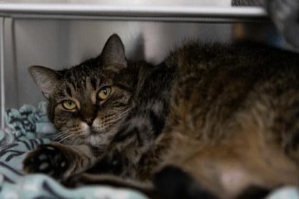 Enlarge Kitty, a Adoptable Domestic Short Hair in Golden Valley, MN image 3/3