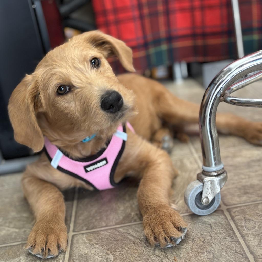 Rumi, Adoptable, Puppy Female Mixed Breed.