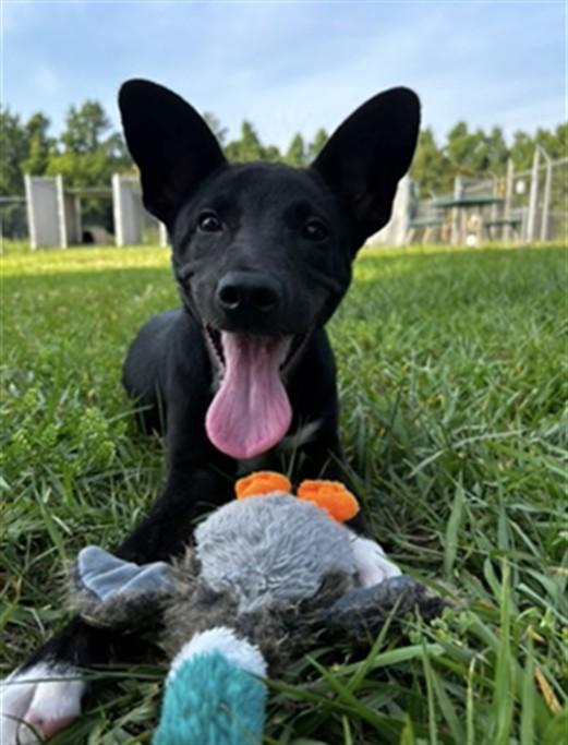A519989, Adoptable, Puppy Male German Shepherd Dog & Mixed Breed.