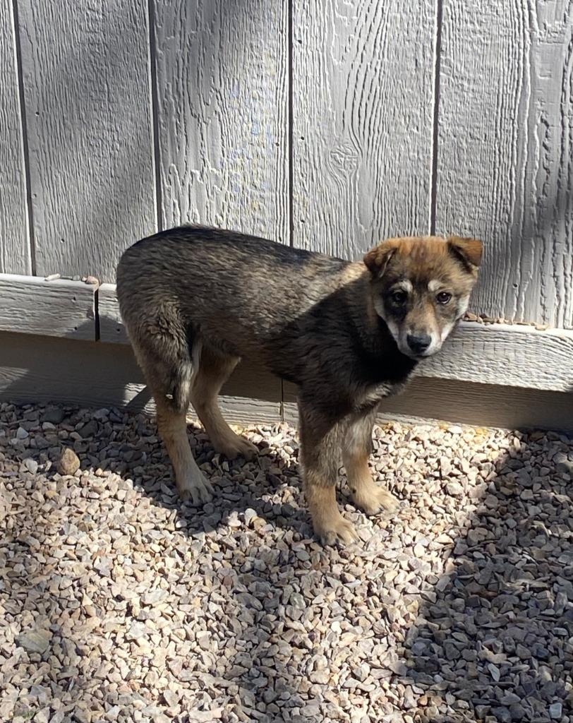Chardonnay, a Adoptable mixed breed in Chino Valley, AZ image 1/4