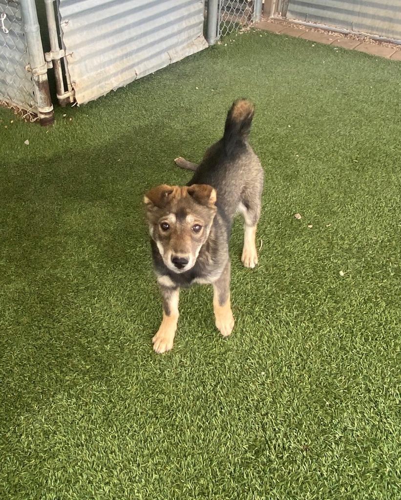 Chardonnay, a Adoptable mixed breed in Chino Valley, AZ image 3/4