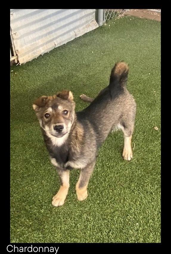 Chardonnay, a Adoptable mixed breed in Chino Valley, AZ image 4/4