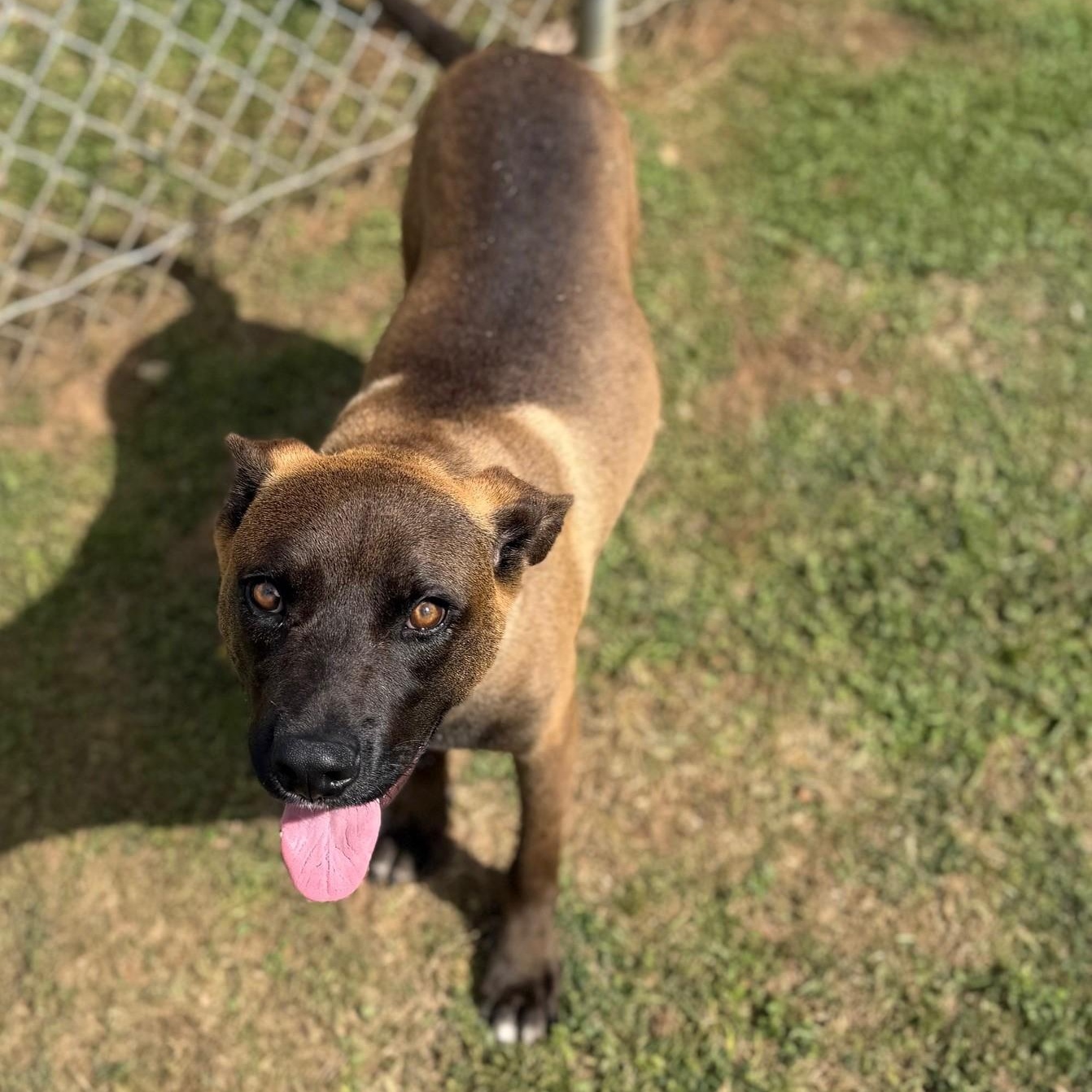Enlarge Gunner, a ADOPTABLE mixed breed in Summerdale, AL image 1/1