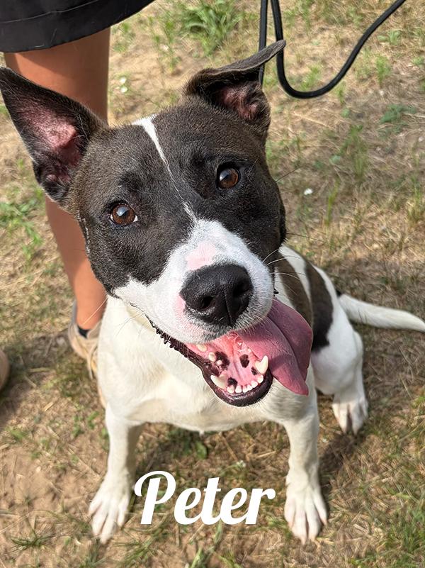 Peter, ADOPTABLE, Adult Male Bull Terrier & American Staffordshire Terrier.