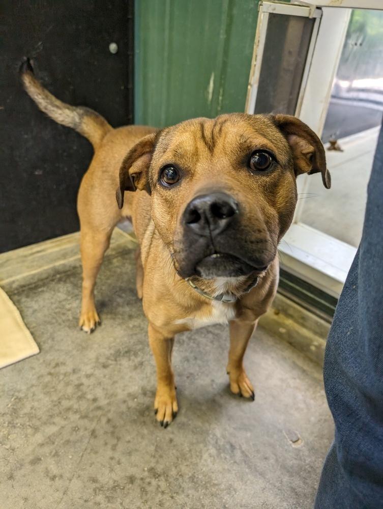 RC Buddy, Adoptable, Adult Male English Bulldog & Beagle.