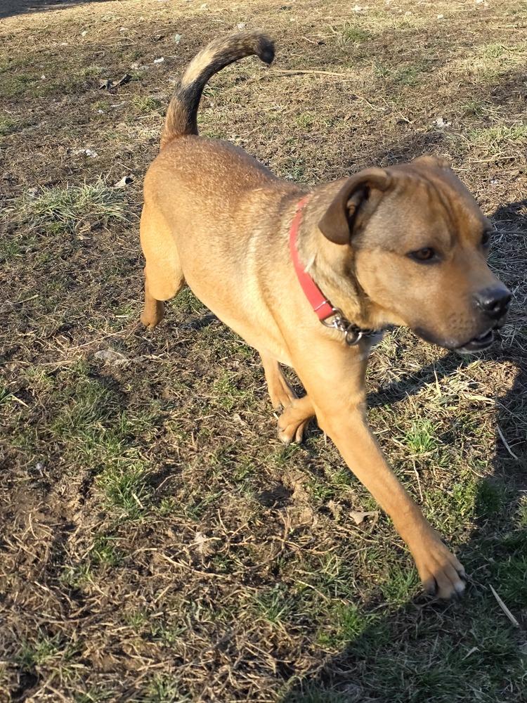 Enlarge RC Buddy, a Adoptable mixed breed in Aurora, IN image 3/3