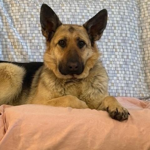 Enlarge Girly, a ADOPTABLE mixed breed in Saskatoon, SK image 1/3